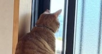 お隣さんのことが気になるネコ→毎日、朝から晩まで……微笑ましい光景に３万いいね「癒されてるかもｗ」「うらやましすぎる」と話題に
