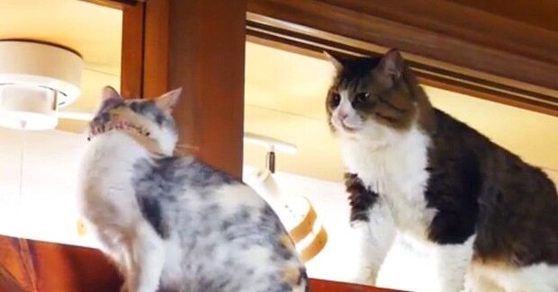 お気に入りの場所に行きたい猫→先住猫に通せんぼされてしまった結果…驚きの光景が37万再生「平和的解決ですごい」「本当に賢い」と称賛の声