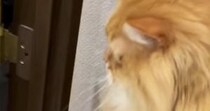 先輩猫のもとへ向かう『小さな子猫』を見ていると……たまらなく可愛い動きに５万いいね「何の動物かと思ったｗ」「ふわふわが移動してる」
