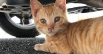 台風が近づいていた日、『やせて汚れていた子猫』と出会った結果…心温まる『感動のエピソード』に１万いいね「素敵なご縁」「涙腺がゆるんだ」