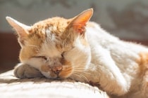 12年の時を経て再会した21歳の愛猫！　余生は愛する家族のもとで　カナダ