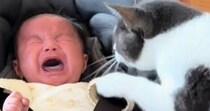 『泣き出してしまった赤ちゃん』に……実家の猫が見せた『まさかの行動』が213万再生「大丈夫だよって言ってそう」「尊すぎてうるっときた」