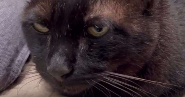 いっしょにいた『2匹の猫』を撮影→『背後』を見ると……とんでもない光景に10万いいね「どうしたのｗｗ」「大爆笑してしまった」と大反響