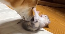 保護されたばかりの『赤ちゃん猫』に、保護犬が……あまりにも尊い『優しい行動』が239万再生「すごい母性本能」「種を超えた愛」と感動の声