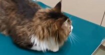 動物病院にやってきた『元ボス猫』→『注射』の時間になると…驚きの光景が11万再生「ほんとうに凄い」「なんとも男らしい」と称賛の声