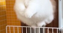 飼い主のもとに行きたくて『柵を飛び越えたネコ』→顔をよく見ると…尊すぎる瞬間に２万いいね「本物のエンジェルだ」「むちゃくちゃ可愛い」