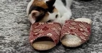 スリッパに身を隠しながら『おもちゃを狙う三毛猫』…可愛すぎる光景に笑ってしまうと１万いいね「隠れるの上手ねｗ」「ずっと見ていられる」