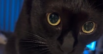 自動給水器で水を飲む黒猫→おててを見ると……独特な『飲み方』が尊すぎると28万再生「めちゃめちゃ可愛い」「個性があっていいね」