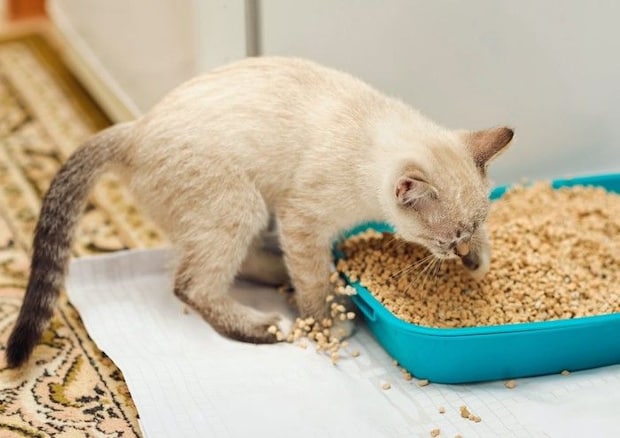 トイレの外まで砂をかきだす猫