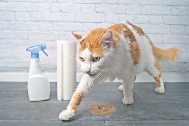 嘔吐物を隠そうとする猫