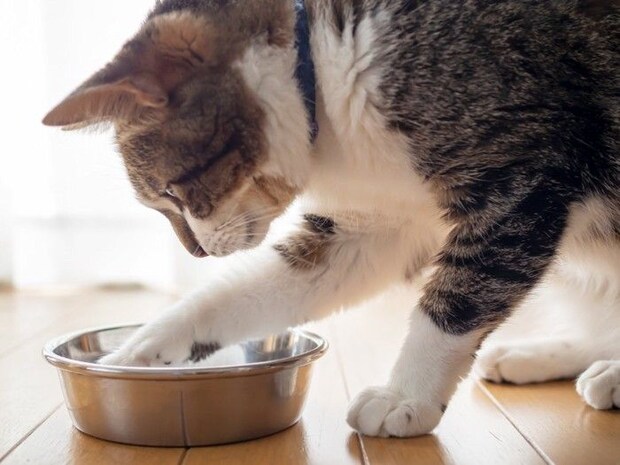 お皿に手を入れる猫
