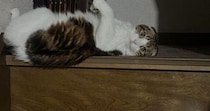階段でくつろいでいた猫→バランスを崩した結果…『可愛すぎる表情』に笑ってしまう人が続出「ちゃんとカメラ目線ｗ」「よく撮れてるｗ」