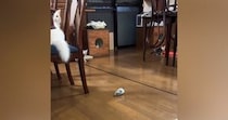３匹の子猫たち→おやすみ前に『ベル』を鳴らしてみると…可愛すぎる『まさかの光景』が37万再生「すごい瞬発力ｗ」「何度も見てしまったｗ」