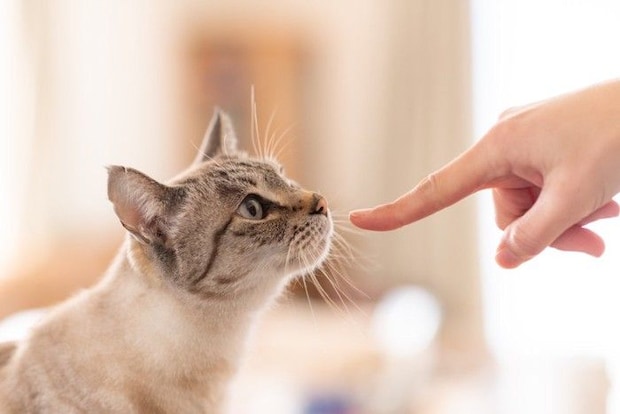指のニオイをかぐ猫