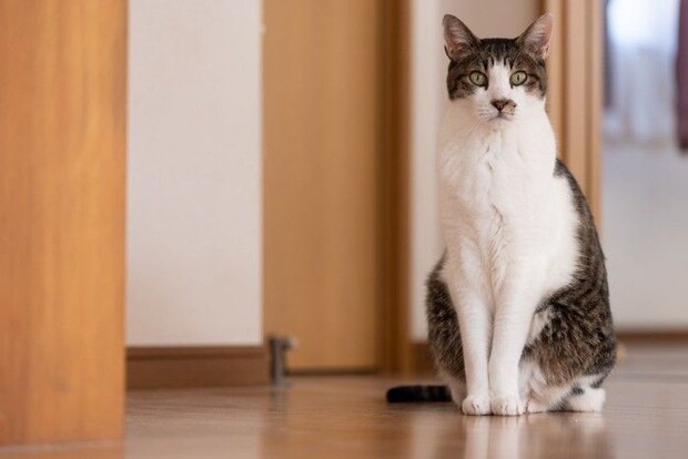 座って様子を見ている猫