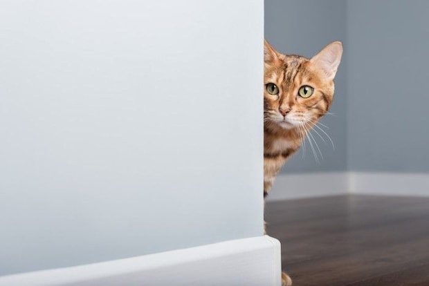 壁の後ろから見ている猫
