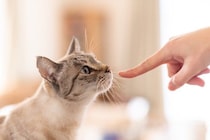 猫が『初対面の人』に対してみせる行動4つ　どんな意味が込められている？上手な応え方までご紹介