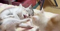 ベッドの上に集まった子猫たち→『にゃんプロ』が始まった結果…尊すぎる『戦いの様子』にほっこりする人が続出「いい眺め」「暴れ放題ｗ」