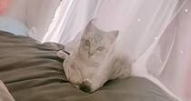 カーテンの向こう側にいた子猫→『おいで』と合図を送った結果…直後の『まさかの光景』が57万再生「停止するまでが速いｗ」「情けないｗｗ」