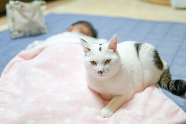 赤ちゃんに添い寝する猫