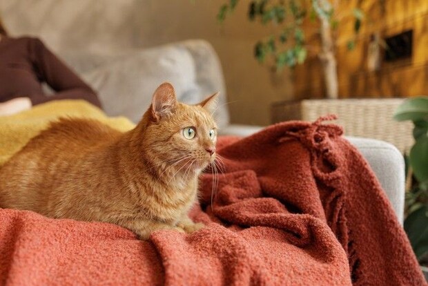 飼い主を気にする茶猫