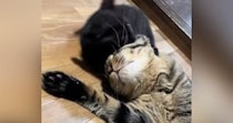 『元気いっぱいな子猫』に絡まれる先輩猫……あまりにも『優しい対応』にほっこりする人が続出「おとなだなぁｗ」「優しいお兄ちゃん」