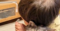 男の子に抱きしめられた猫→『表情』を見たら……笑ってしまう『まさかの光景』に１万いいね「愛が重すぎるのかｗ」「幸せなんだろうねｗ」