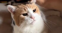 朝から甘えん坊モード全開な三毛猫→撫でてあげると……たまらなく可愛い光景に「ほんっとに愛しい」「赤ちゃんすぎて好き」と悶絶の声続出