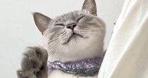 抱っこされる『甘えん坊猫』→おててを伸ばしてきて…可愛すぎる『まさかの行動』が95万再生「３ポフｗ」「win-winでしかないブーム」