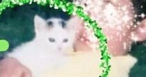 母猫が交通事故に遭い、路頭に迷っているところを保護された『小さな子猫』→20年後……感動のビフォーアフターにSNSで反響