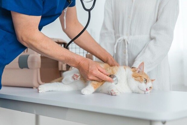 診察中の猫