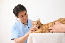 猫を『動物病院』に連れて行くタイミング4つ　定期的に行くべき理由やメリットも解説