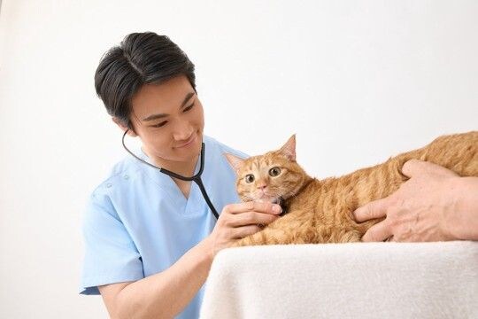 猫を『動物病院』に連れて行くタイミング4つ 定期的に行くべき理由やメリットも解説