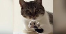 『変な寝方をしている猫』を撮っていたら…想定外の『可愛すぎる展開』が31万再生「4週連続で笑ってしまった」「心臓ヒュンってなるやつ」