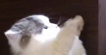 飼い主の手を見つめるネコ→次の瞬間…ほっこりする『息ぴったりのやりとり』に２万いいね「私もまざりたいｗ」「短いおててが可愛い」