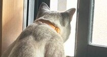 窓辺で外を眺める猫が『小さな子供みたい』と思っていたら…『後ろ』から見ると→『まさかの光景』に「びっくりしたｗ」「美しいねぇ」と話題