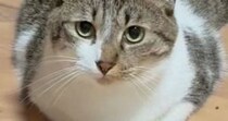 子猫たちがいるケージの前に『座っていた先輩猫』…あまりにも可愛い『遊び方』に３万いいね「本当に優しくて賢い」「永遠に見ていられる」