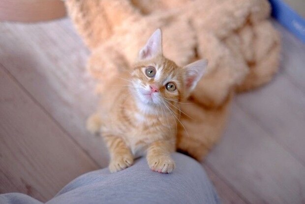 飼い主の膝に手をかけて見上げる猫