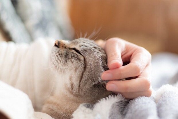 膝の上で飼い主に撫でられる猫