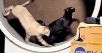 キャットホイールで2匹の猫が『仲良く走ってる』と思ったら…予想外の『文句が止まらない光景』が22万再生「めっちゃ言ってるｗ」と爆笑の声