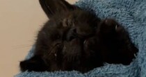 保護子猫に目薬をさそうとしたら→眠気に襲われたようで…『尊すぎる光景』が39万再生「とんでもない破壊力」「自分が守らないとってなるね」