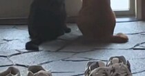 玄関を見ると、2匹の猫が『息子の帰り』を待っていて…キュンとくる『健気な光景』が18万再生「なんて愛おしい」「早く帰りたくなるね」
