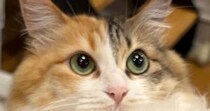 ネコの『おしり』を拭こうとしたら…あまりにも協力的すぎる『まさかのポーズ』に６万いいね「ぜひ教科書に載せよう」「す、すごいｗ」と話題