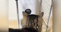 自動給餌器の周りをうろうろする猫→『ごはんの出てくる音』が聞こえると…可愛すぎる光景が14万再生「笑ってしまったｗ」「いい反応ｗ」