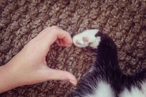 猫に関連する『幸運のジンクス』5つ　目撃できたら運気が上がるかも？