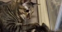 はじめましての『新入り子猫』に……先住猫が見せた『驚きの神対応』が39万再生「優しさがあふれてる」「仲良しになれそう」と感動の声
