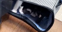 『初めての部屋』にやってきた子猫たち→部屋の中を探検して…微笑ましい光景に癒される人が続出「楽しそうで可愛いｗ」「いい距離感」