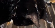 蛇口から流れ落ちる水に『夢中になっていた黒猫』…まさかの光景に笑ってしまうと50万再生「シャンプーｗ」「ニヤニヤしながら見てしまうｗ」