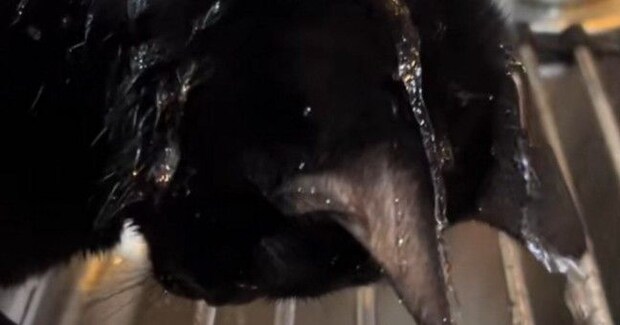 蛇口から流れ落ちる水に『夢中になっていた黒猫』…まさかの光景に笑ってしまうと50万再生「シャンプーw」「ニヤニヤしながら見てしまうw」