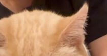 地震がきて怖くなってしまった猫→『抱っこ』したら…涙が出るほど『可愛い反応』が285万再生「抱きしめたい」「主がいる時間でよかった」